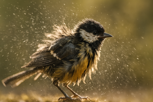 DNA traces in the air